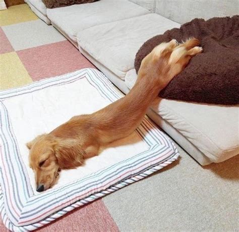 狗狗喜欢在床上大小便怎么办狗狗跑床上尿尿怎么办,小狗尿在床上怎么办