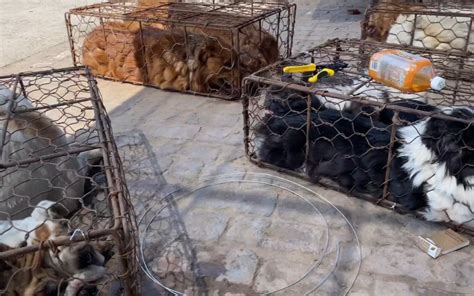 狗狗为什么趴着,为什么狗狗到家会一直趴着