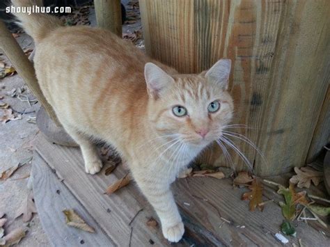 流浪猫窝怎么做,怎样给流浪猫做简易猫窝