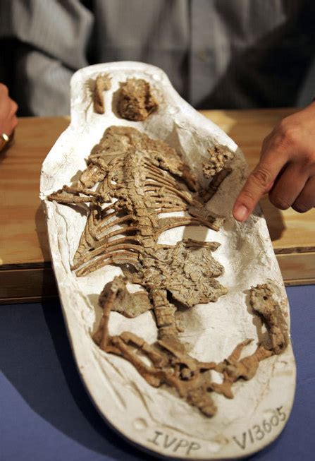 恐龙为什么不是胎生,小恐龙是怎么孵出来的