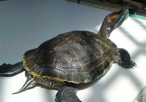 巴西龟平时都可以吃什么食物,家养的乌龟都吃什么