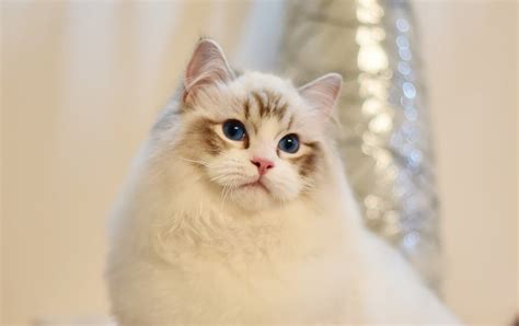 罗汉鱼为什么爱打架,为什么都爱养罗汉鱼