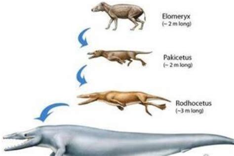 狗为什么会走路,狗狗为什么会经常回头