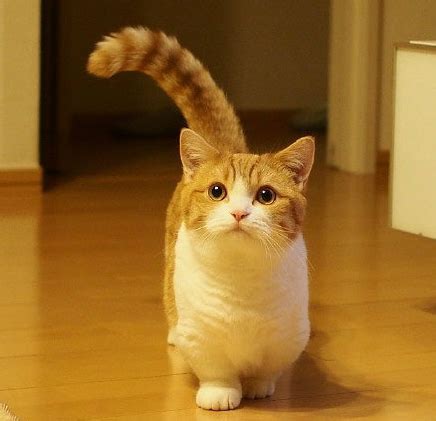 想要一直矮脚蓝白猫上海大概多少钱一只,矮脚猫大约多少钱一只