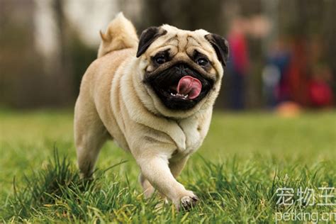 大拉布拉多犬多少钱一只,巨型贵宾犬多少钱一只