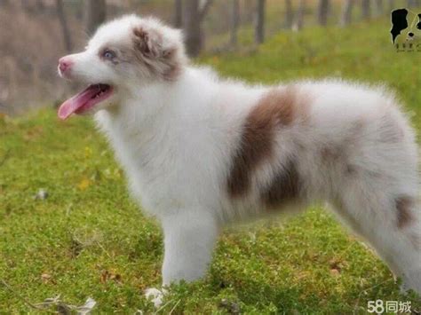 边牧一天要喂多少狗粮,这5种养边牧方式