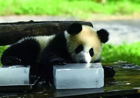 重庆为什么气温高,重庆为什么在中国第一热