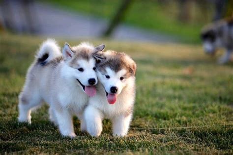 阿拉斯加幼犬一个大多少,高价买到一只稀有白桃阿拉斯加幼犬