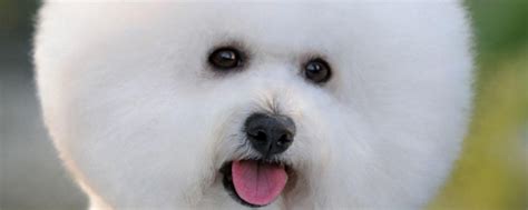 怎么给狗狗避孕,给狗避孕吃什么