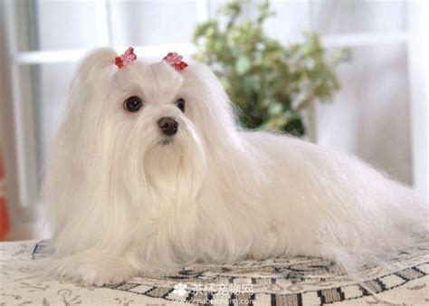 兔子为什么是白色的东西,兔子眼球长白色东西