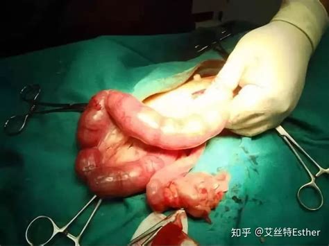 偶尔给猫喂喂鸡肉,给猫猫做什么吃的