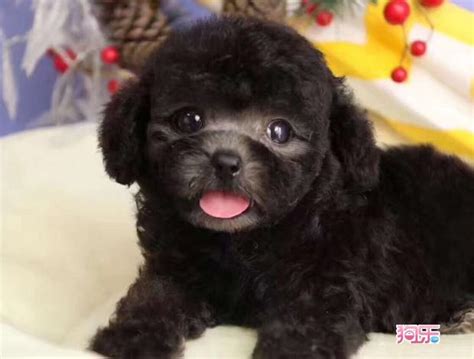 一条柴犬幼犬多少钱,想买一只柴犬