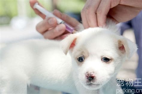 成年狗为什么不吃狗粮,成年柴犬不吃狗粮只吃肉