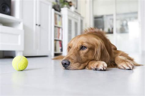 论治犬传染性肝炎,狗狗肝炎反复了怎么办