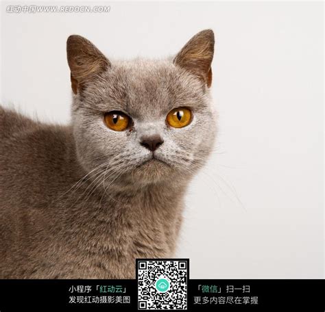 小猫的眼睛怎么擦,猫咪眼睛受伤了