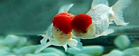 鹤顶红金鱼应该喂多少,鸿运当头的鹤顶红