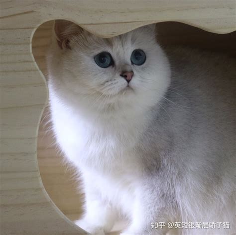 银渐层的猫多少钱一只,英短银渐层猫多少钱一只