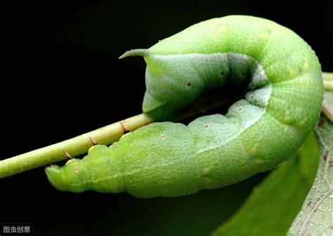 丹经是什么时候的,女丹经内藏真诀者