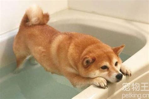 狗为什么不爱洗澡,狗狗为什么不能勤洗澡
