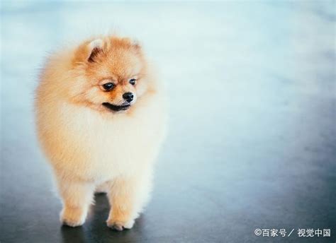 向全世界安利泰迪,泰迪犬家养多少钱小型