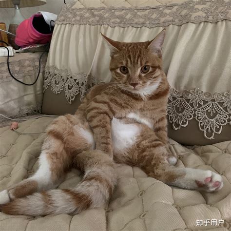 多数猫粮味道腥臭,猫吃了猫粮什么都不吃
