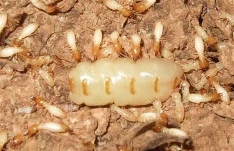 黑色泰迪不能吃什么,霍格沃茨的风与鹰翼