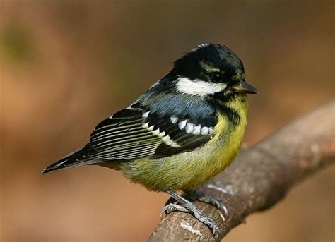 狗狗得细小存活率是多少狗狗细小治好还会被传染吗,狗狗细小是什么年龄