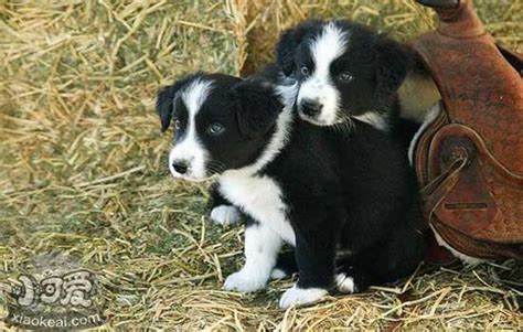 边牧太瘦了怎么补钙,纯种边牧的特征