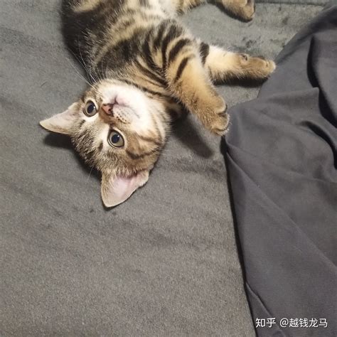 为什么猫咪一直窝着,猫咪为什么有窝不睡