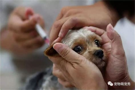 怎么给狗狗注射疫苗,狗狗为什么要注射疫苗