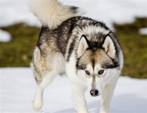 一只阿拉斯加幼犬多少,阿拉斯加大战马犬