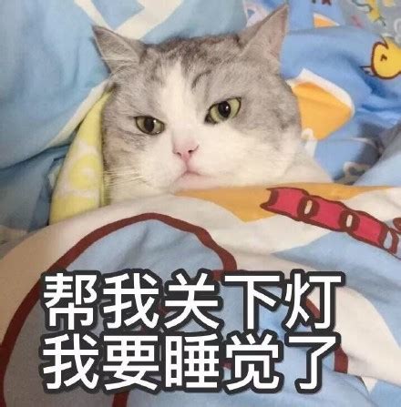 当你在亲猫咪的时候你觉得会有什么表现,猫咪你懂的什么意思