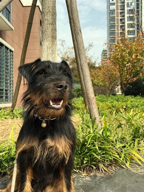 捕鼠梗犬多少钱,约克夏犬多少钱一只