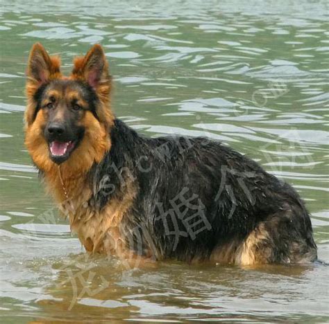 长毛德牧幼犬吃多少钱,德国牧羊犬幼犬多少钱一只