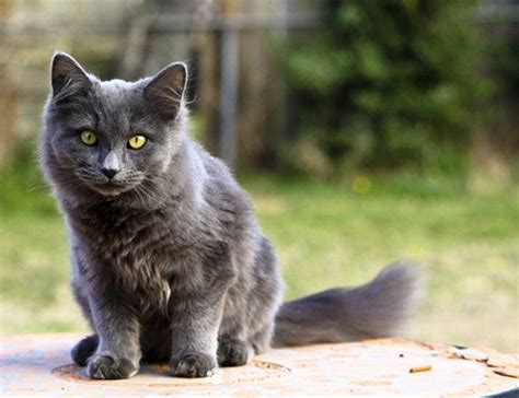 猫的体型为什么这么小,为什么老虎长得大而猫长得小