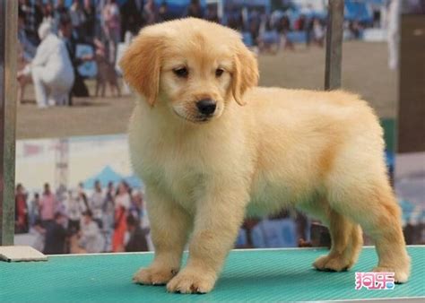 2月幼犬一天吃多少狗粮,幼犬的狗粮一天吃多少