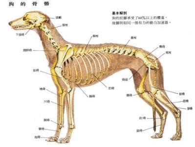 泰迪狗拉稀是为什么,深度分析狗狗拉稀