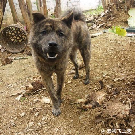 中华田园犬多少钱一只虎斑犬幼犬多少钱,中华虎斑犬多少钱一只