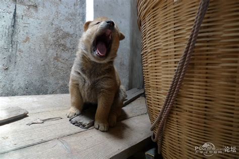 一个月大幼犬怎么养半个月大的小狗怎么喂,半个月大幼犬吃什么