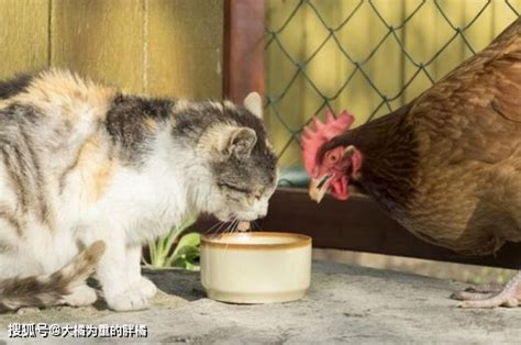 猫吃鸡肉加什么好处,这些食物对猫咪而言