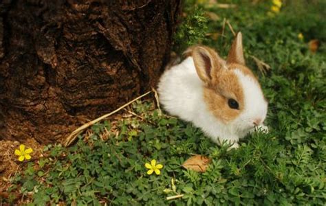 养殖什么品种的兔子比较好兔子能吃什么常见的草,食用兔什么品种好
