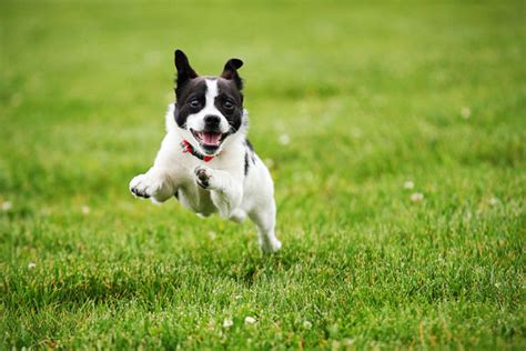 贵宾犬怎么清洁,如何训练贵宾犬定点大小便