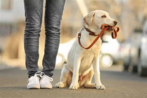 大家的恶霸犬叫什么名字,恶霸犬是什么犬