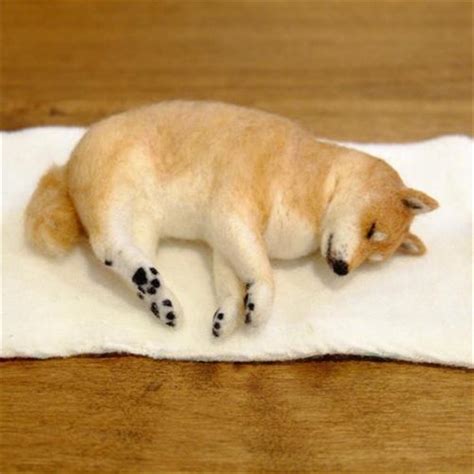 狗狗不吃东西怎么办,我家狗狗最近总不吃东西