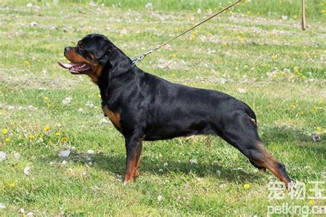 西施犬的起源及特征,小型西施犬多少钱一只