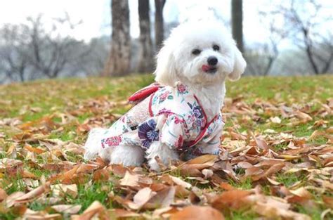 养了只小鸭做宠物宠物穿衣服好吗,宠物衣服怎么穿