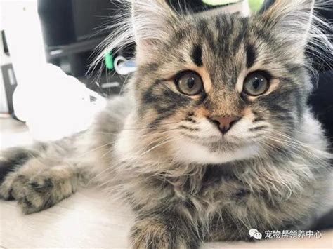 给猫咪吃饭可以吗吃我们平时吃的菜行不行,为什么猫咪不能吃我们吃的东西