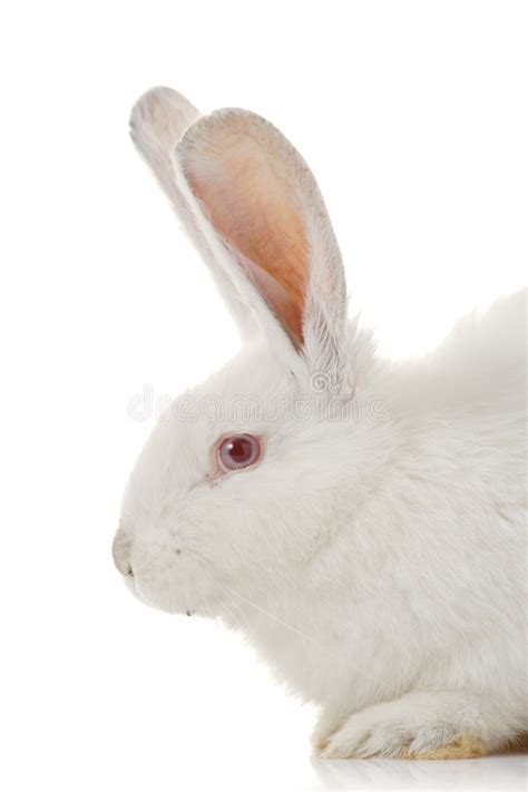 兔子为什么是白色的东西,兔子眼球长白色东西