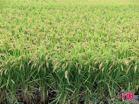 2016年用什么稻种高产,要高产稳产就选它