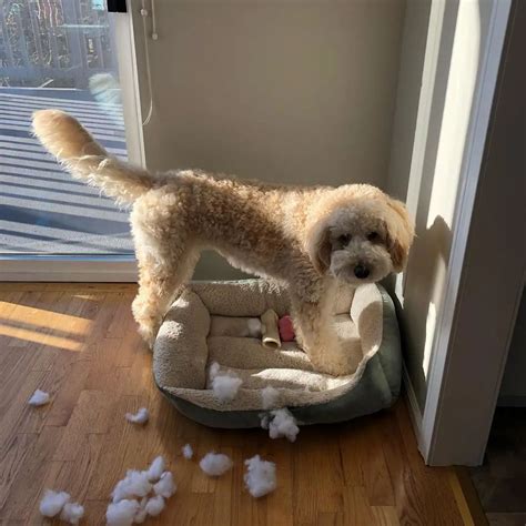 狗狗为什么撕东西,狗狗为什么都喜欢撕纸巾